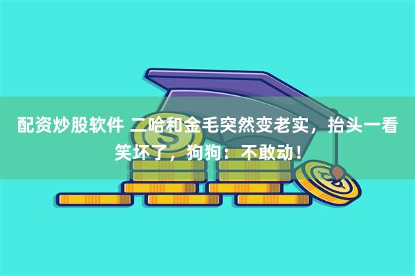 配资炒股软件 二哈和金毛突然变老实，抬头一看笑坏了，狗狗：不敢动！